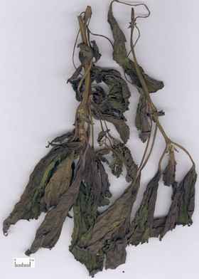 解表散寒,行气和胃。用于风寒感冒,咳嗽呕恶,妊娠呕吐,鱼蟹中毒。