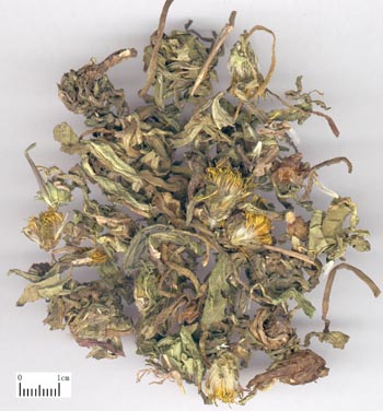 清热解毒，消肿散结，利尿通淋。用于疔疮肿毒，乳痈，瘰疬,目赤,咽痛,肺痈,肠痈,湿热黄疸,热淋涩痛。