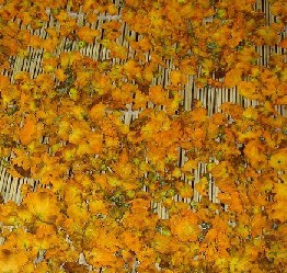 清热解毒。用于咽喉肿痛，口疮，疔毒，淋巴炎。