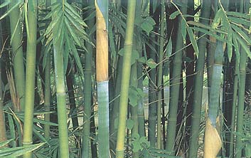 信息中心 竹茹  什么是叫竹茹大头典竹或淡竹的茎秆的干燥中间层.