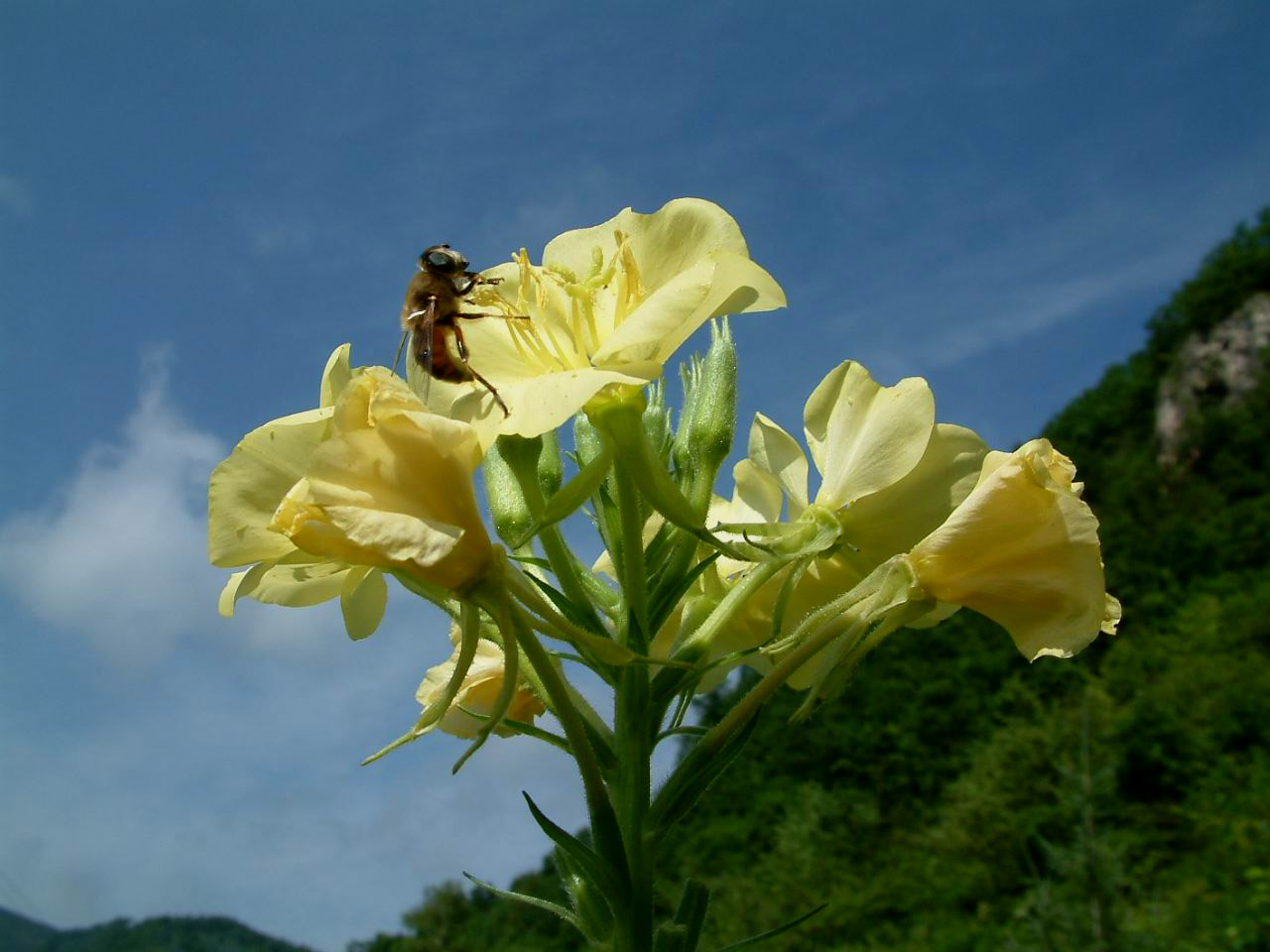 �¼����� 