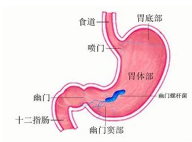 胃胆的位置示意图